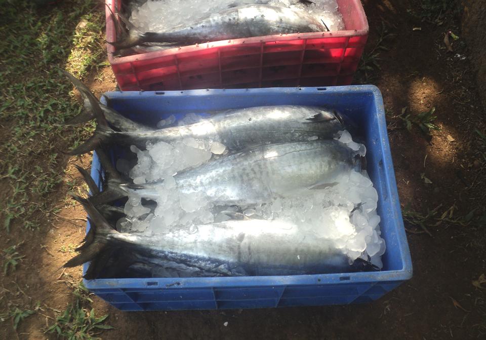 Fish Pickle Preparation 2014