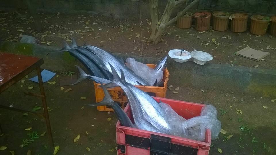 Fish Pickle Preparation 2015