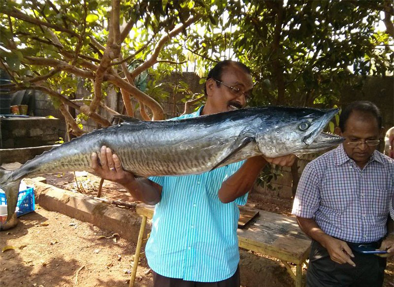 Fish Pickle - 2013