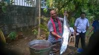 Fish Pickle Preparation 2015